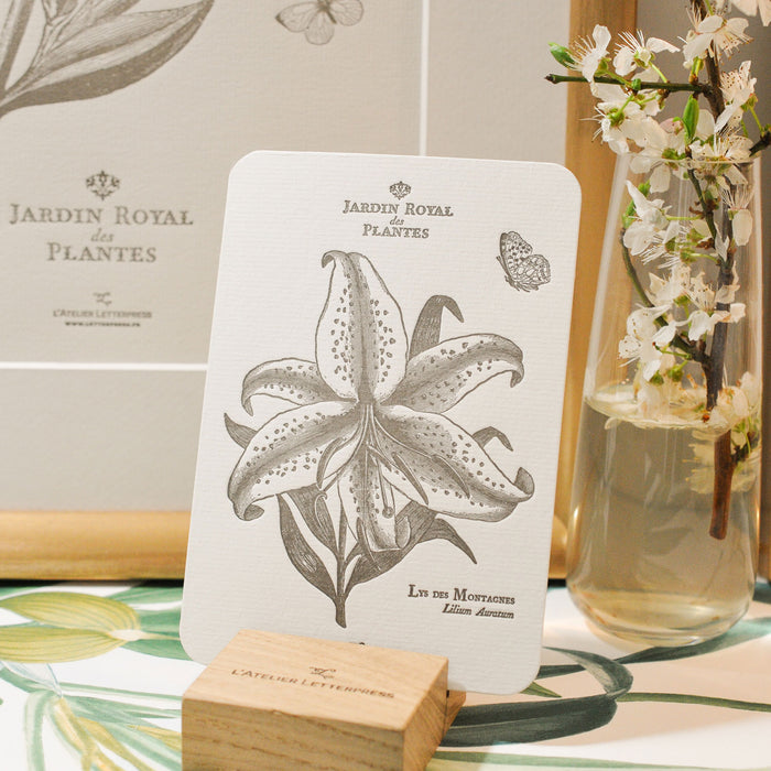 Letterpress Card Mountain Lily