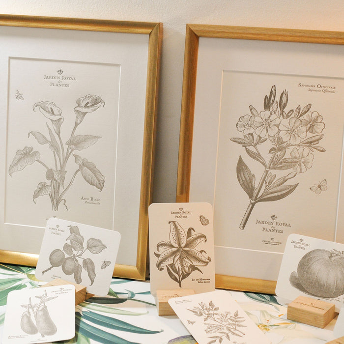 Letterpress Art Print White Arum (Flowers)