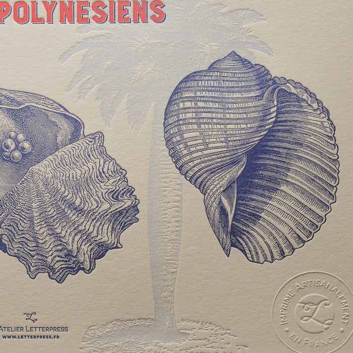 Letterpress Art Print Shells from Polynesian Atolls