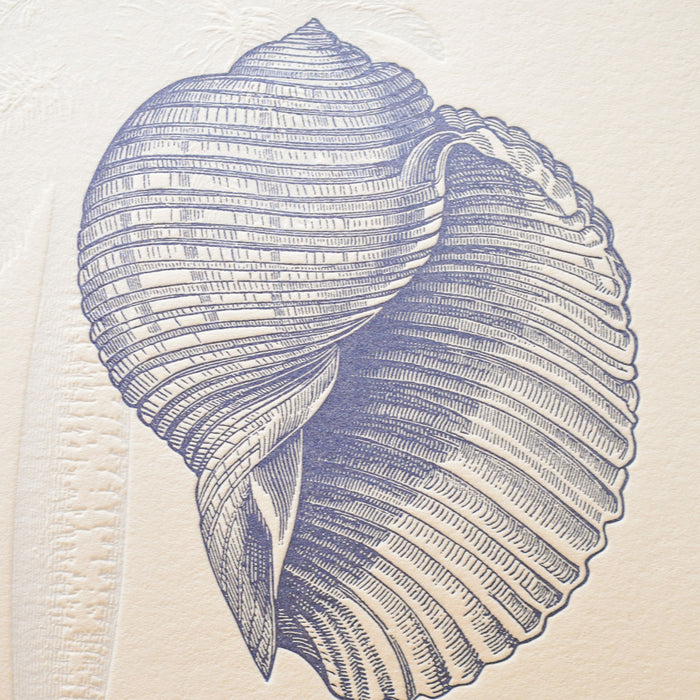 Letterpress Art Print Shells from Polynesian Atolls