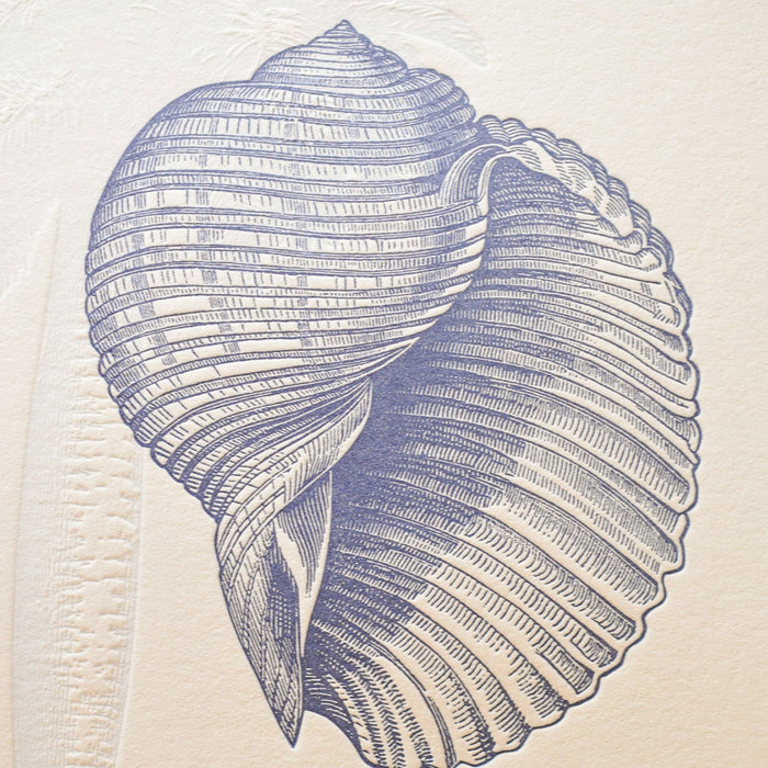 Letterpress Art Print Shells from Polynesian Atolls - Turquoise