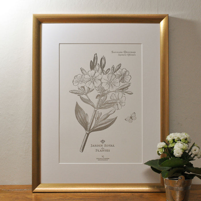 Letterpress Art Print Officinal Soapwort (flowers)