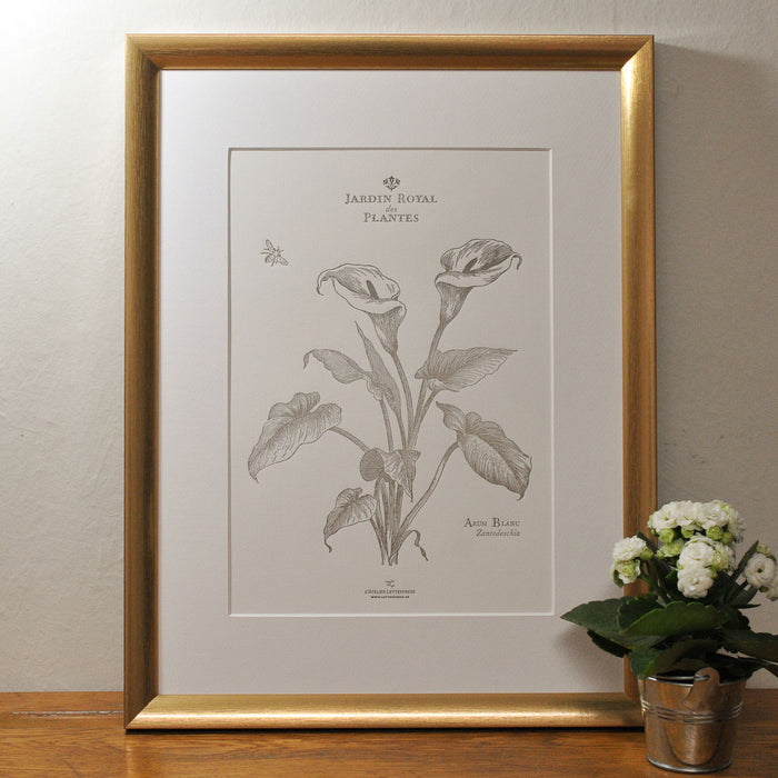Letterpress Art Print White Arum (Flowers)