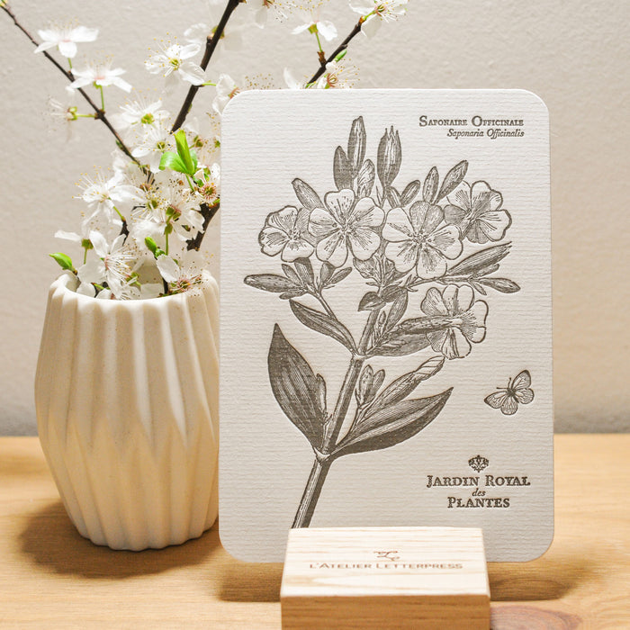 Letterpress Card Officinal Soapwort (flower)