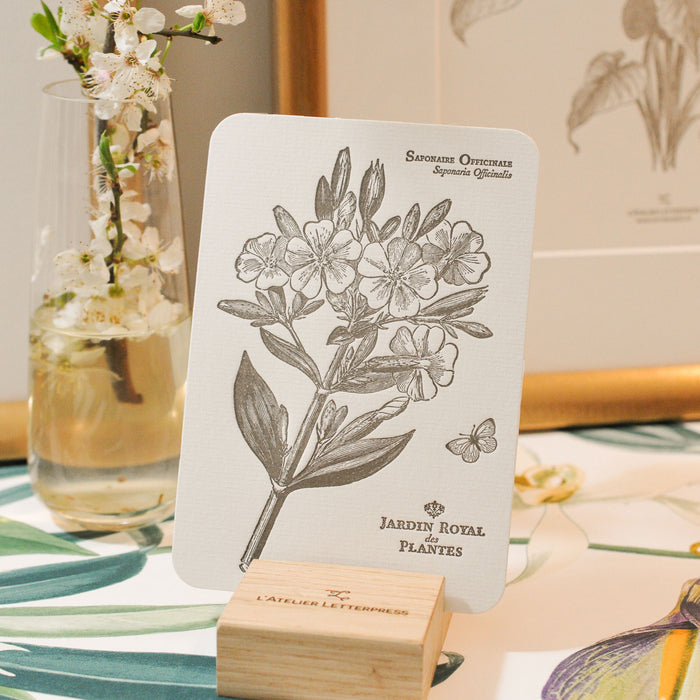 Letterpress Card Officinal Soapwort (flower)