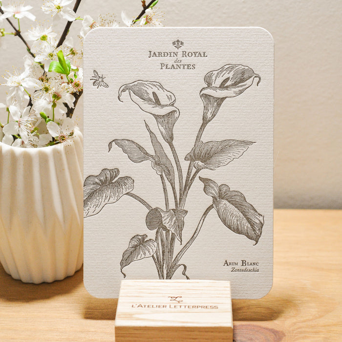 Letterpress Card White Arum