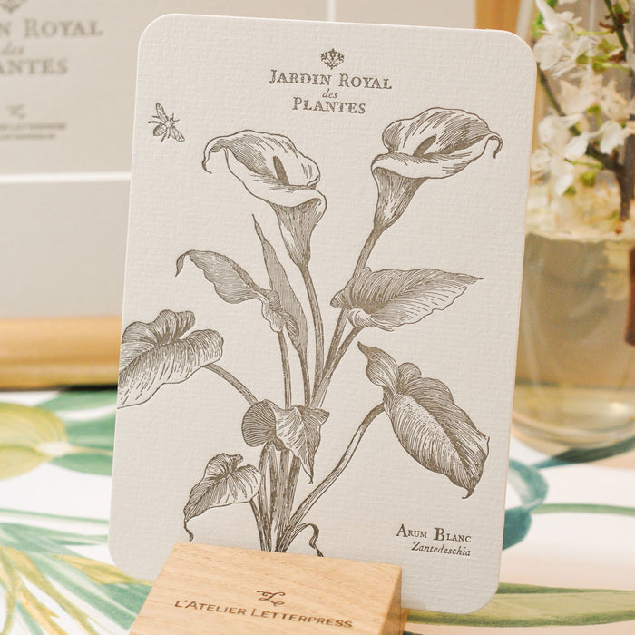 Letterpress Card White Arum