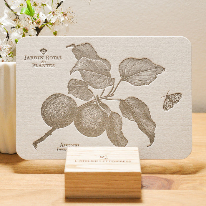 Letterpress Card Apricot Tree