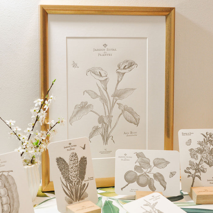 Letterpress Art Print White Arum (Flowers)