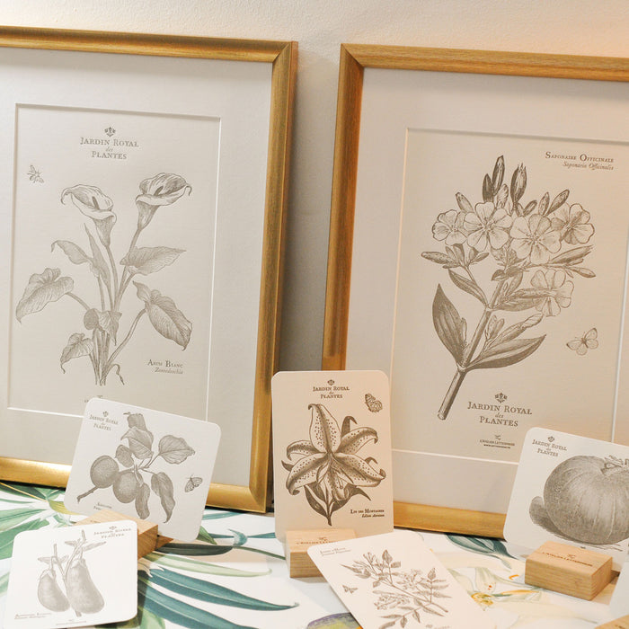 Letterpress Art Print Officinal Soapwort (flowers)